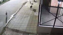 Una de las imágenes de la jauria, captada meses atrás por una cámara de seguridad.