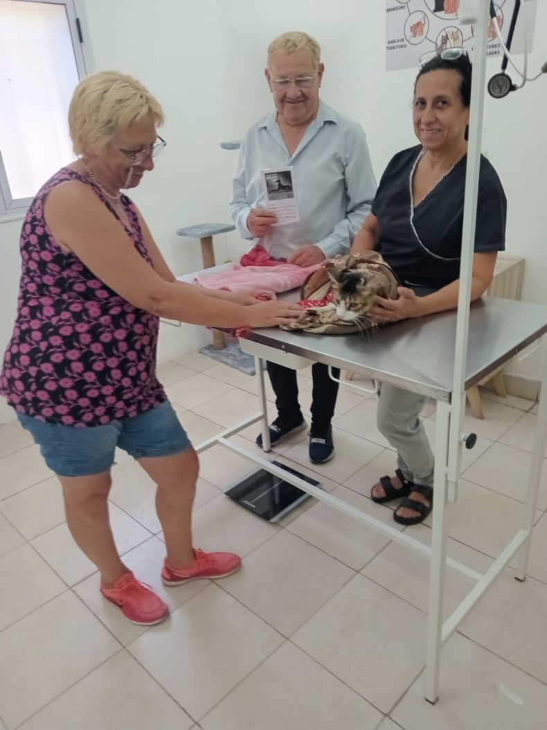 Desde Lomas de Zamora indicaron que la atención veterinaria es clave en el bienestar de los gatos.