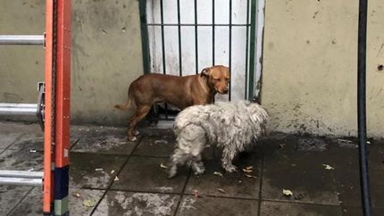 Los perros estaban asustados.