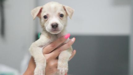 La información sobre los animales en adopción se publica en redes.