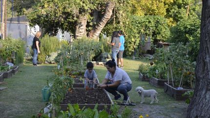 En Lomas ya instalaron 90 huertas agroecológicas.