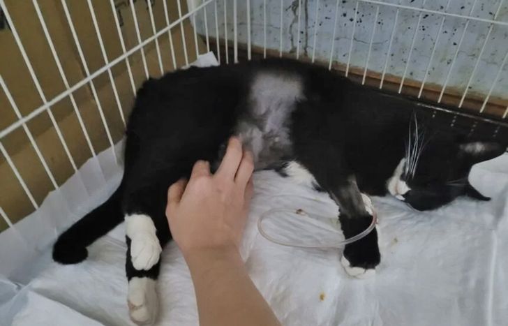 Un gato internado tras haber recibido disparos.