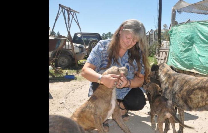 En el refugio hay cientos de animales.
