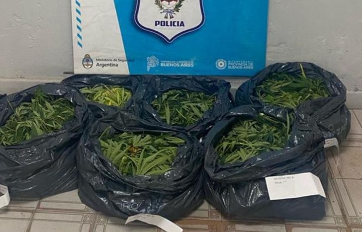 Incautaron una gran cantidad de marihuana.