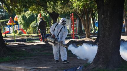 Fumigan para controlar al mosquito en su etapa adulta.