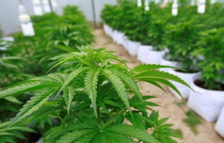 El autocultivo para el uso medicinal es uno de los permisos.