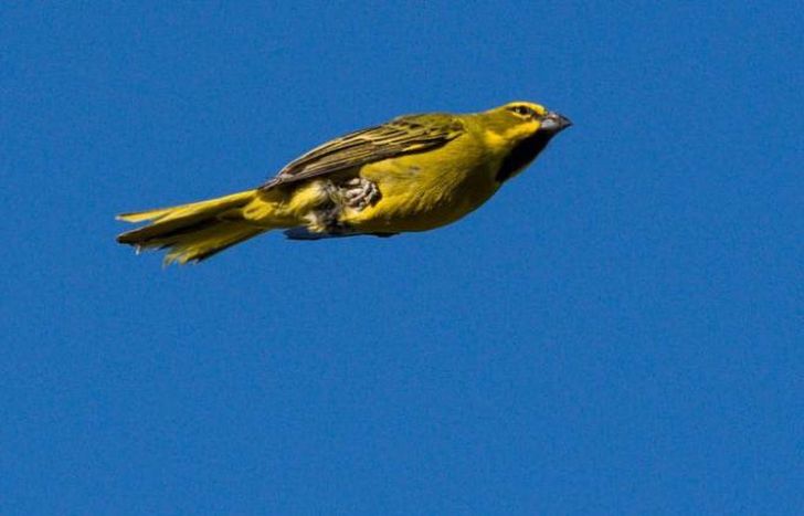 Los 19 ejemplares fueron liberados esta semana.