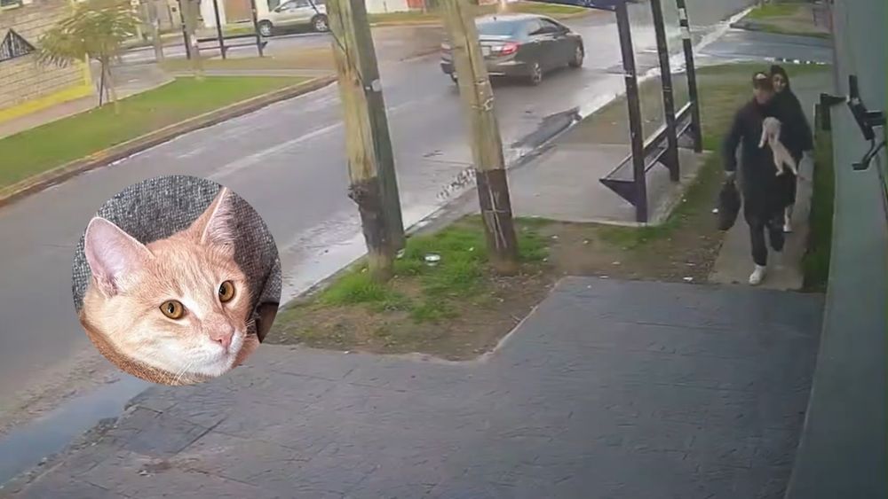 Recuperaron al gato robado.