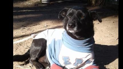 Negrita ya se ganó el cariño de todos los integrantes del espacio ubicado en Banfield.