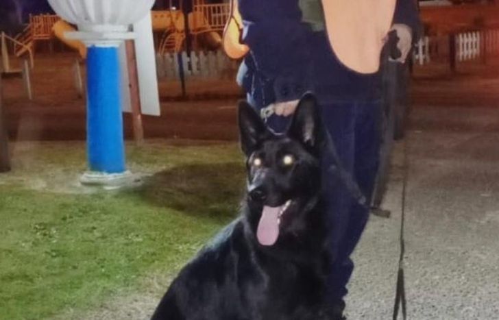 Alexa, la perra que encontró las drogas.