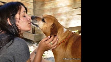 los perritos rescatados buscan un padrino
