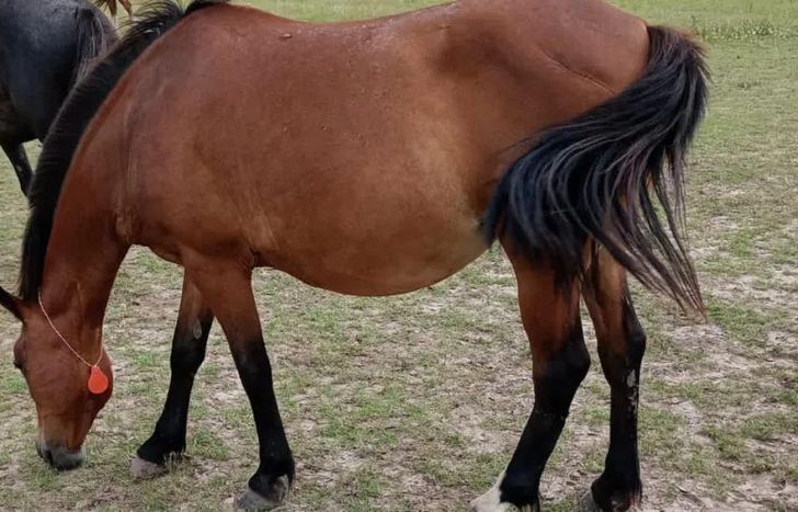 El nuevo espacio será beneficioso para los caballos rescatados.