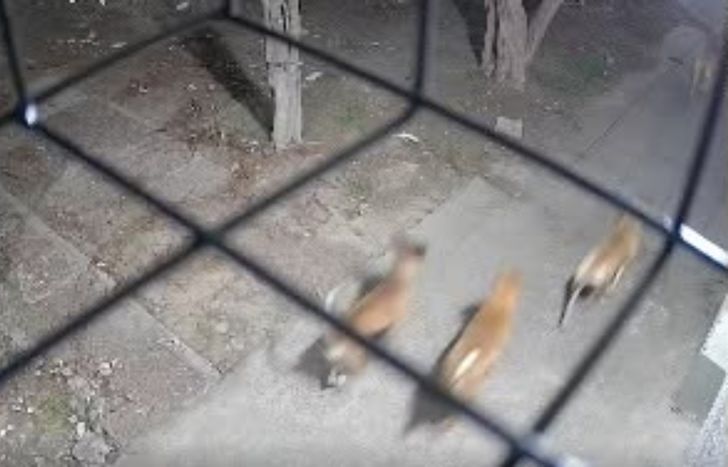 Nuevas imágenes de la jauría que ataca en diferentes localidades de Lomas de Zamora.