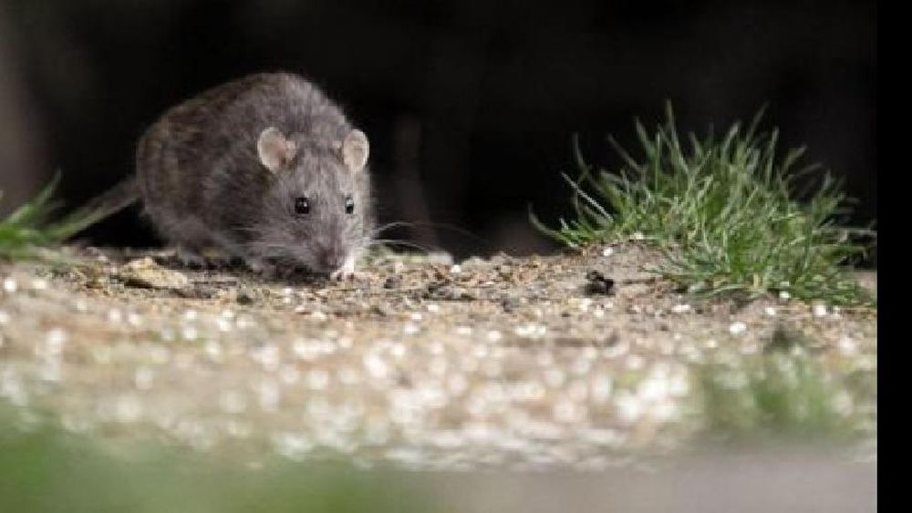 Hantavirus: ya son nueve los muertos en Chubut
