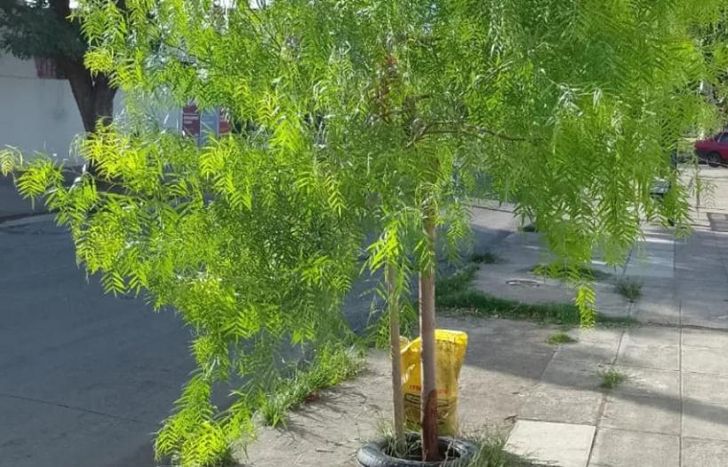 El verde de los árboles acapara gran parte de la visión de quienes pasan por allí,