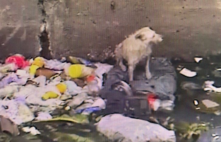 El perro fue visto por las cámaras del Centro de Monitoreo.