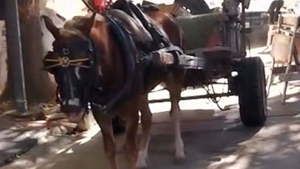 El caballo rescatado en Lomas de Zamora.