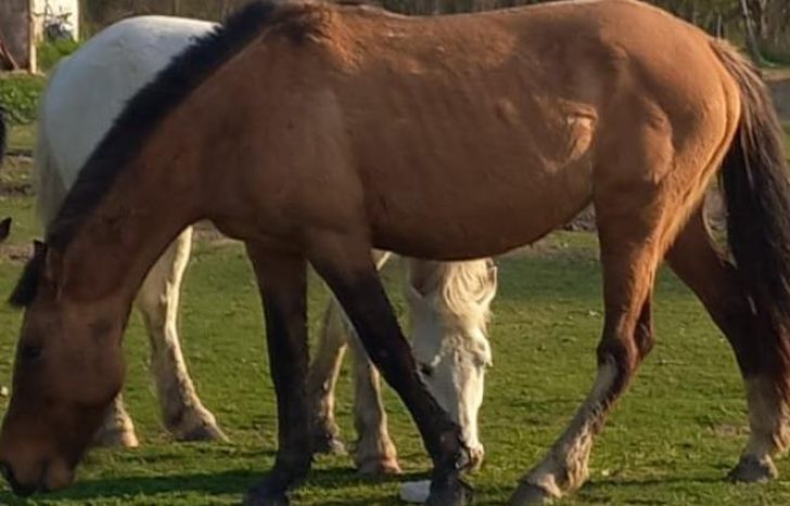 Los caballos reciben el cuidado necesario gracias a corazones solidarios y la ayuda vecinal.