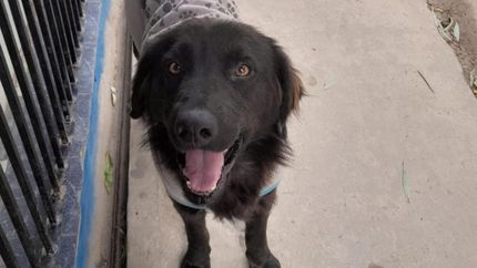 Osito tenía cinco años.