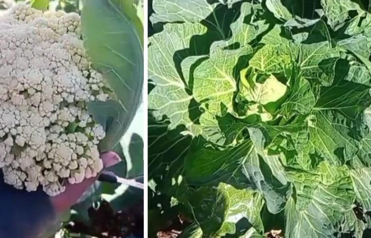 El espacio cuenta con una huerta orgánica y quieren incentivar a los vecinos a que hagan la suya.