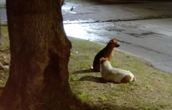 Los perros, en la esquina de lo Oscar, como en una eterna espera.