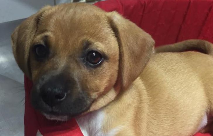 Las mascotas sufren los ruidos causados por la pirotecnia.