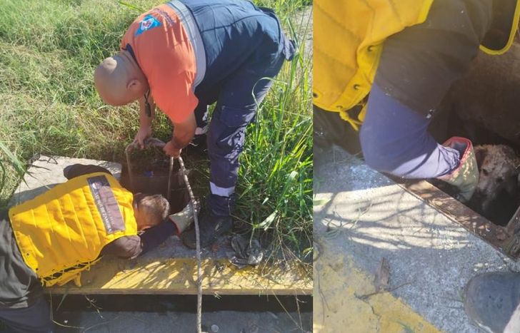 Defensa Civil logró rescatar al perrito.