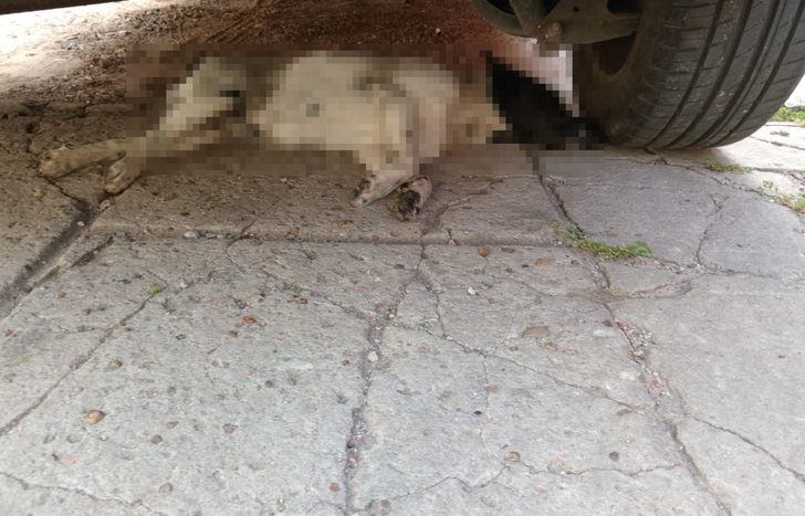 Buscan al asesino del perro atropellado en Temperley.