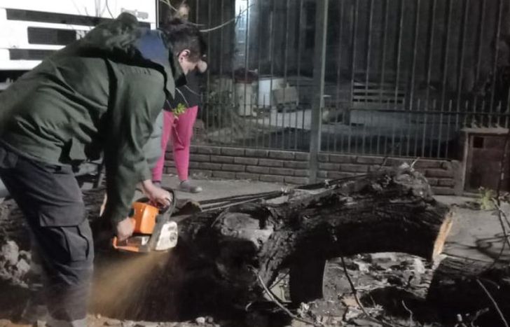 El choque provocó la caída de un árbol.