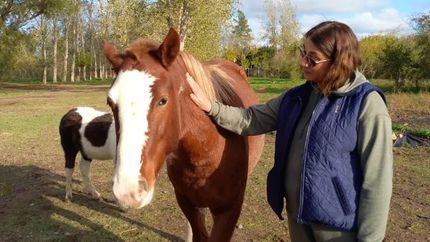 Caballos Libres del Sur vela por la salud de los animales.
