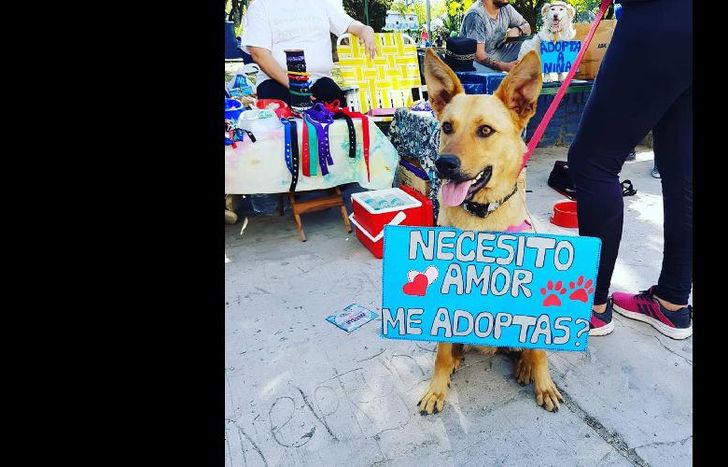 los vecinos podrán sumar una mascota a su hogar.