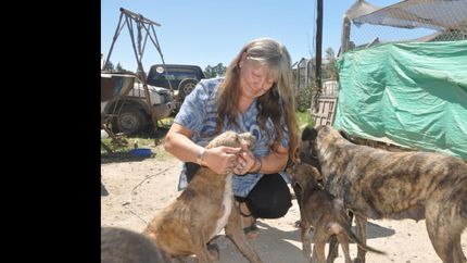 En el refugio hay cientos de animales.