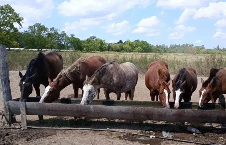 La campaña ya está en marcha: el objetivo es mejorar la calidad de vida de los caballos rescatados.