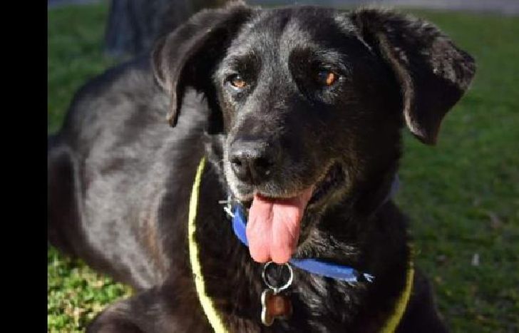 Tiene 12 años y fue rescatada a los tres meses. Las convulsiones son consecuencias del moquillo.