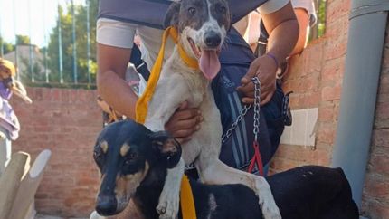 Ellos necesitan alimentarse todos los días.