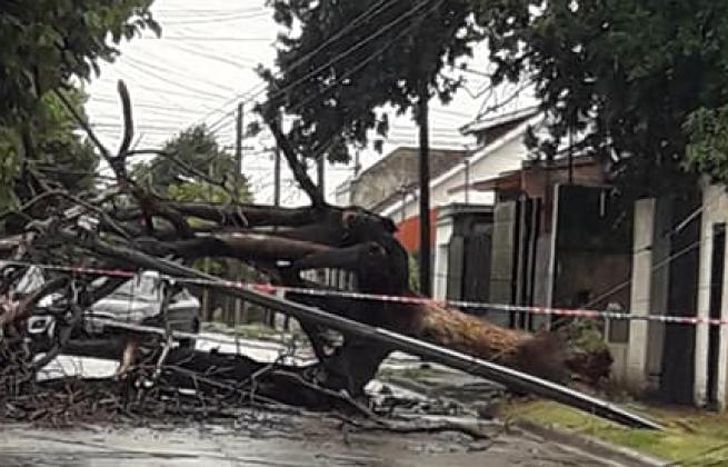 Así quedó el árbol. Arrastró cables y postes de luz.