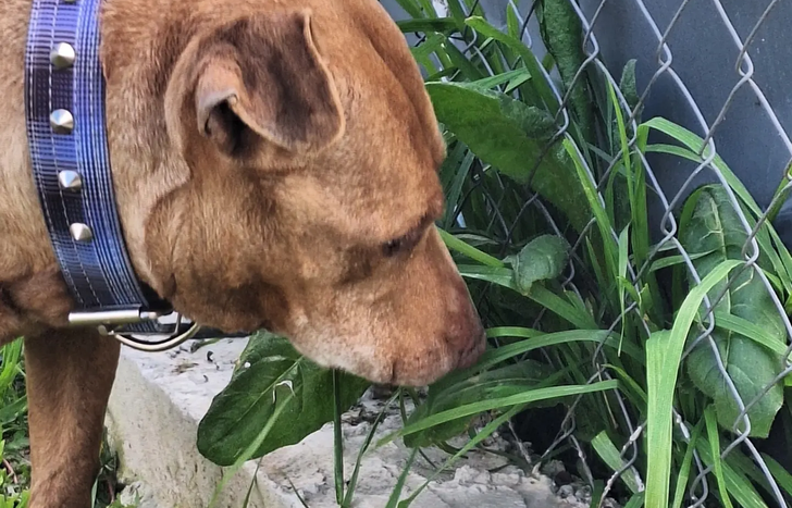 La perrita espera a su humano o están evaluando buscar una familia que la adopte.&nbsp;