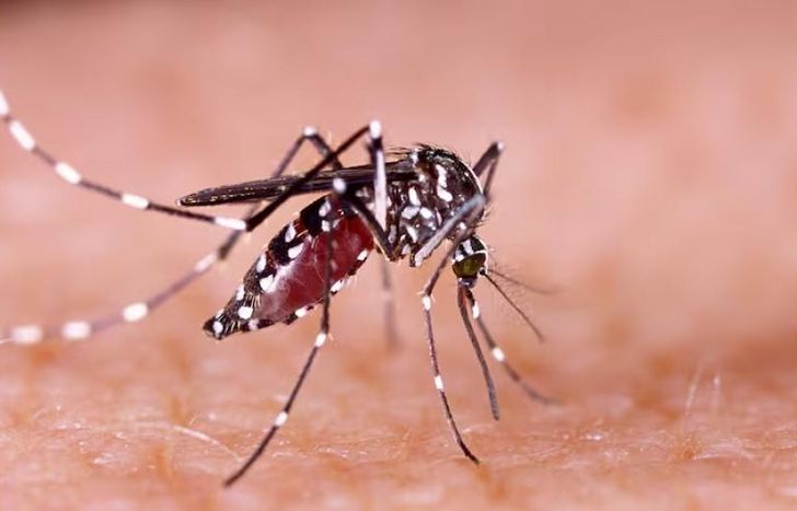 Siguen aumentando los casos de dengue en la Argentina.