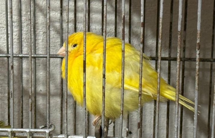 Había más de 100 aves en cautiverio.