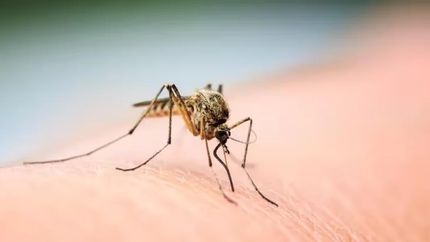Alertan por presencia de mosquitos y recomiendan evitar picaduras.