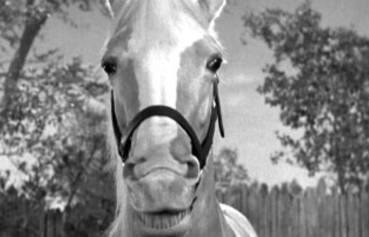 Mister Ed, famoso caballo.