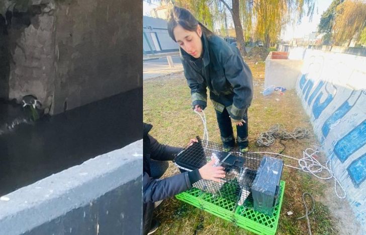 El gato estuvo varios días sin poder salir del desagüe.