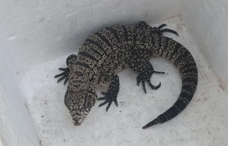 Nadie sabe cómo llegó el lagarto al patio de una casa en Temperley.