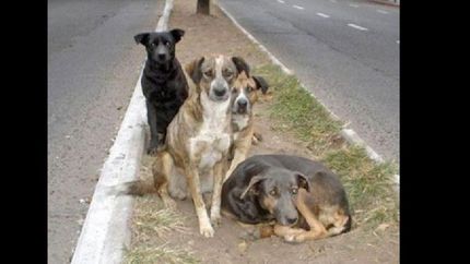 preocupa la cantidad de animales callejeros en el conurbano