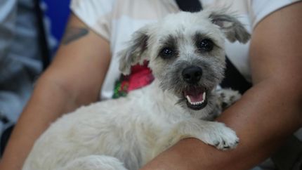 Los animales sufren mucho las altas temperaturas.