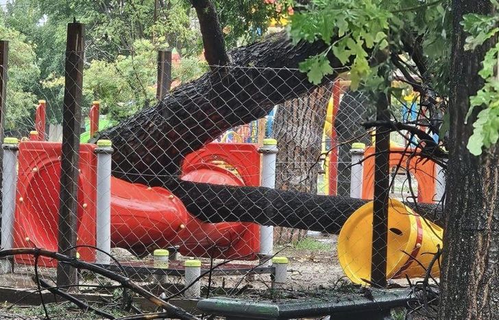 El espacio para mascotas, aplastado por un árbol.