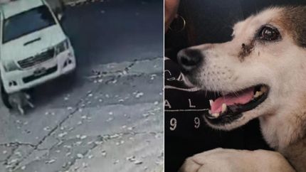 La camioneta pasó por arriba al animal, que murió por las graves heridas.