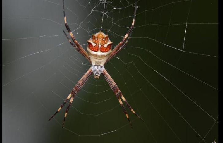 La familia Theridiidae, que incluye la araña conocida como “viuda negra”, registró la mayor riqueza.