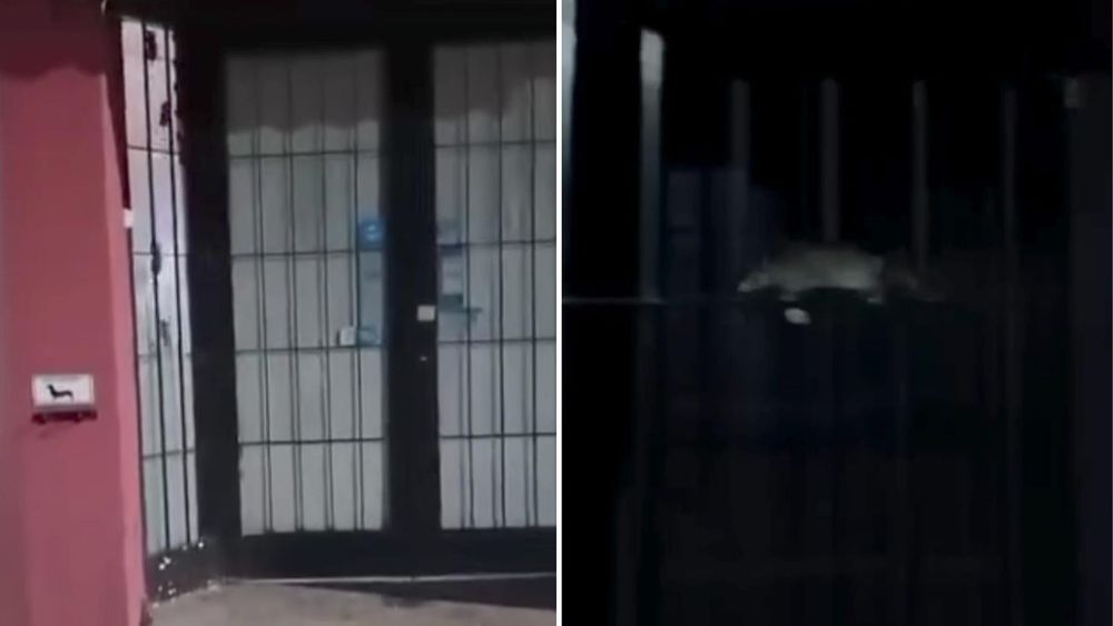 Un local de Banfield sufrió la invasión de decenas de ratas.