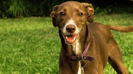 Todo lo que se recaude será para ellos.